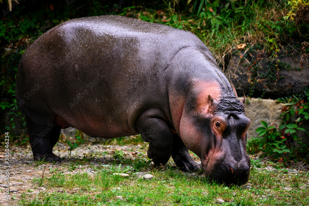 Hippopotamus amphibian female looking for food. Hippopotamus amphibian female looking for food.
