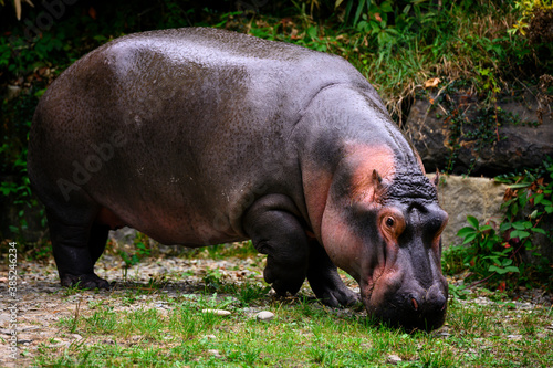 Hippopotamus amphibian female looking for food.