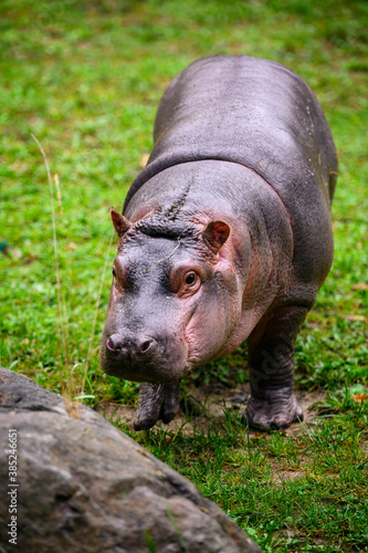 Hippopotamus amphibian chick outdoors on land.
