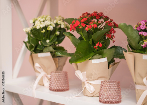 The flowers are pink cyclamen in a pot. Cyclamen purpurascens