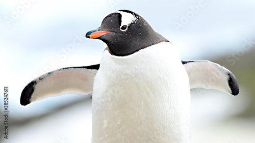 Gentoo penguin at Signy Island, Antarctica