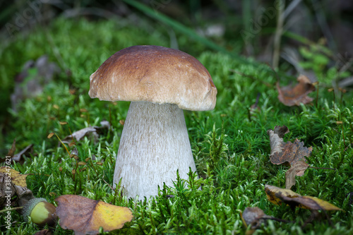Delicious edible mushroom boletus edulis in moss