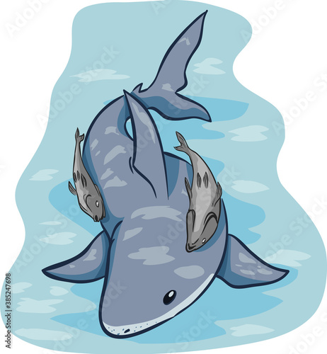 Commensalism Remora Illustration