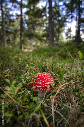 Fly agaric - Amanita muscaria
