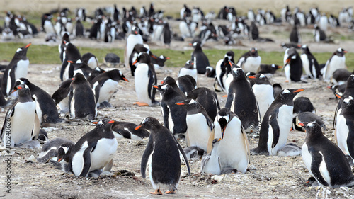 Gentoo Penguin at Falkland Islands