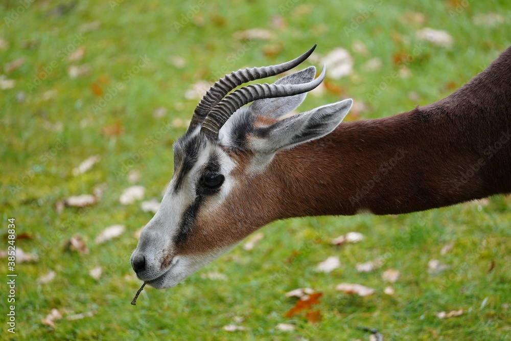dama gazelle dama gazelle