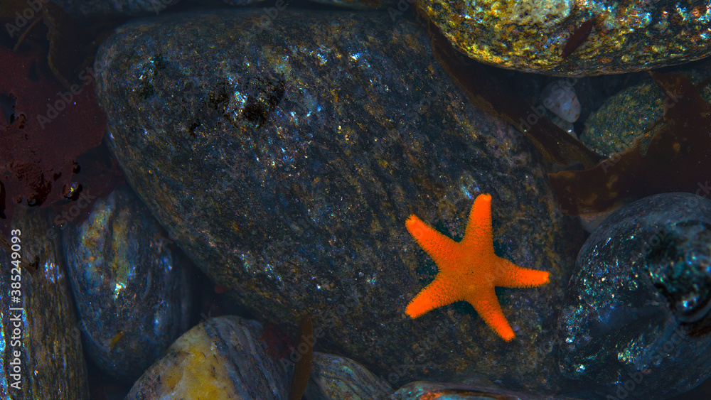 Orange Starfish at Signy Island, Antarctica Orange Starfish at Signy Island, Antarctica