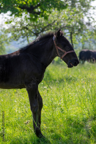 Canvas Print Dark old kladruby horses on pasture on meadow with trees, young baby animal with