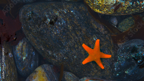 Orange Starfish at Signy Island, Antarctica photo