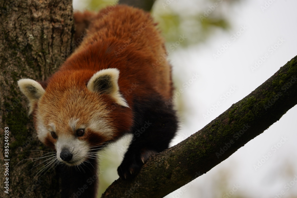 Fototapeta premium red panda