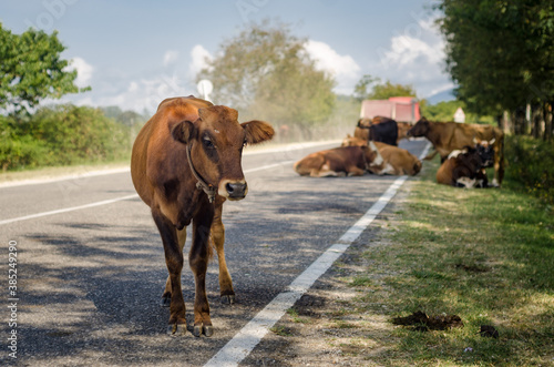 Cow sitting on the road