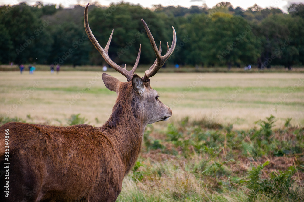 Photo of a beautiful and strong male deer during rutting season in the nature in Richmond park, London Photo of a beautiful and strong male deer during rutting season in the nature in Richmond park, London
