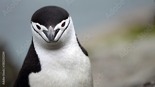 Chinstrip penguin at Signy Island  Antarctica