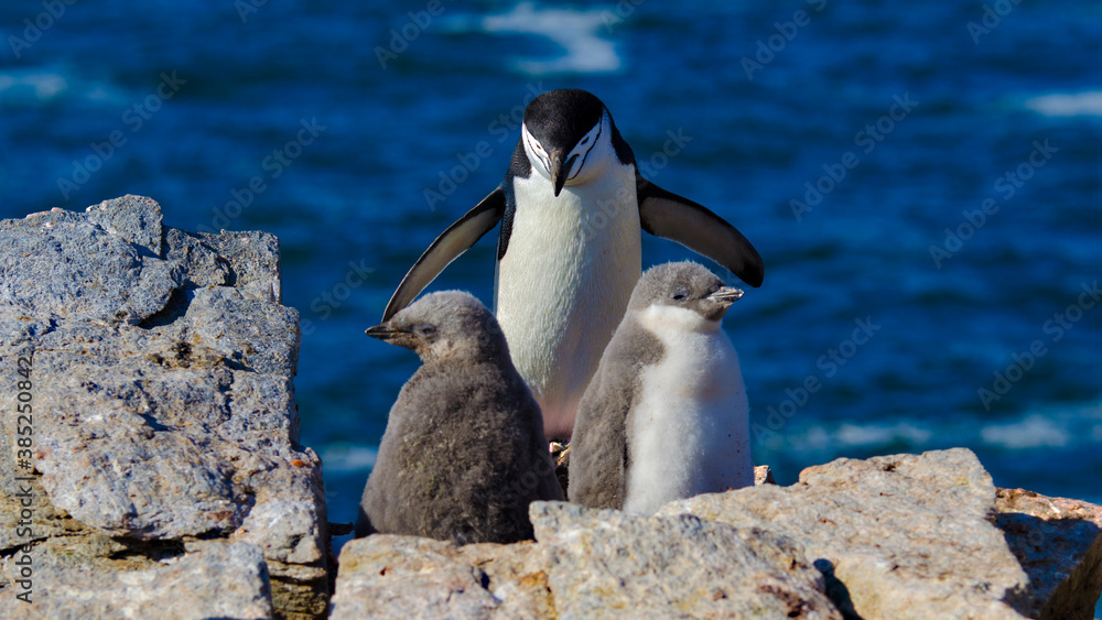 Obraz premium Chinstrip penguin at Signy Island, Antarctica