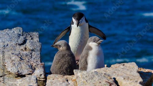 Chinstrip penguin at Signy Island, Antarctica