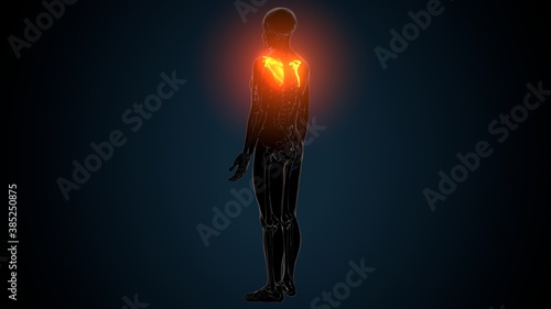 Tableau sur toile 3d illustration of human skeleton anatomy scapula bone