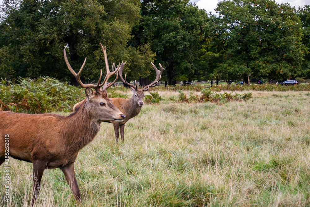 Photo of a beautiful and strong male deer during rutting season in the nature in Richmond park, London Photo of a beautiful and strong male deer during rutting season in the nature in Richmond park, London