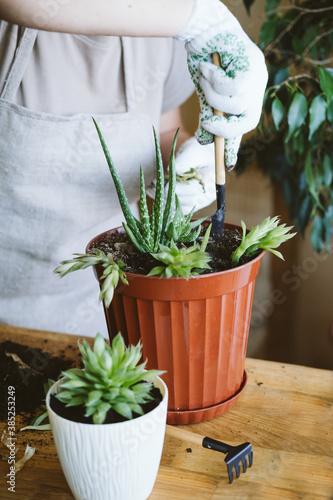 Home garden. Houseplant symbiosis. How to Transplant Repot a Succulent  propagating succulents. Woman gardeners hand transplanting cacti and succulents in pots with aloe.