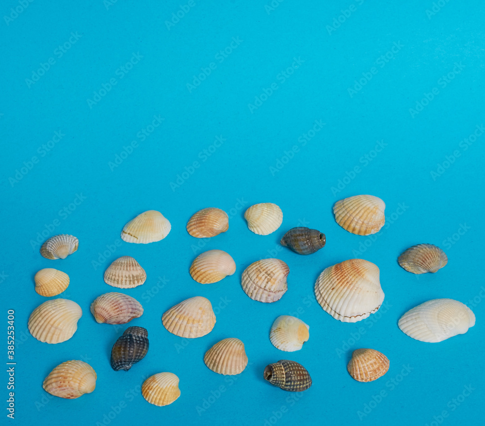 Marine layout. Lots of small shells on a blue background. Marine layout. Lots of small shells on a blue background.