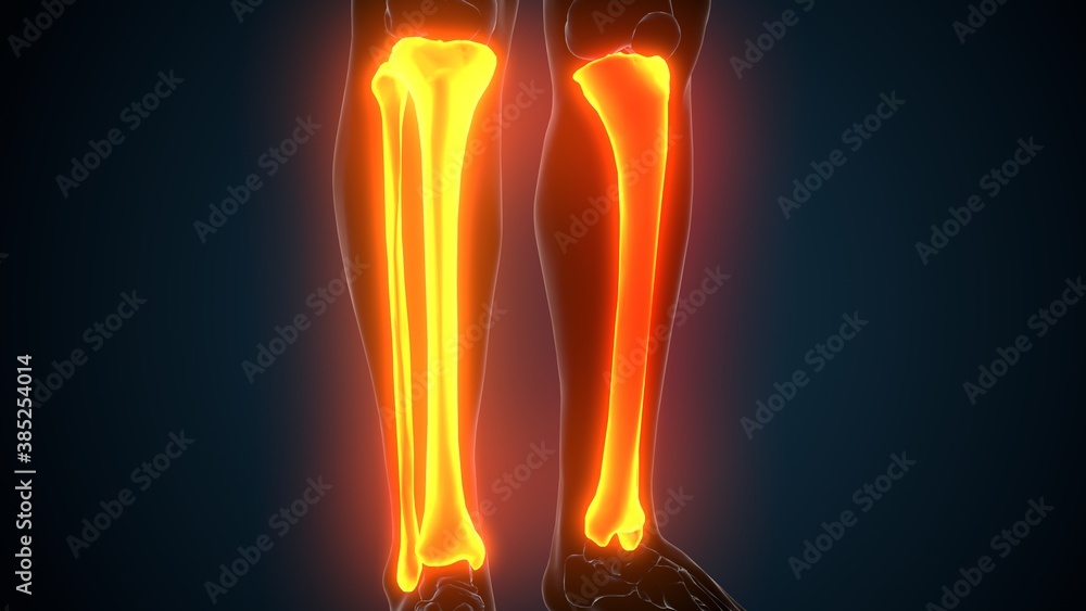 3d illustration of human skeleton system tibia and fibula bone Joints anatomy 3d illustration of human skeleton system tibia and fibula bone Joints anatomy