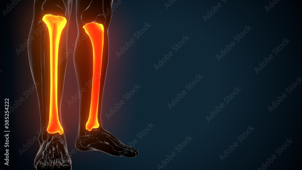 3d illustration of human skeleton anatomy tibia bone 3d illustration of human skeleton anatomy tibia bone