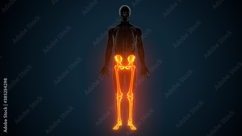 3D Illustration of Human Skeleton System Leg Joints Anatomy

