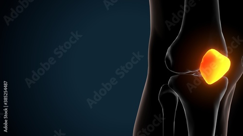 3d illustration of human skeleton knee joint anatomy  © PIC4U