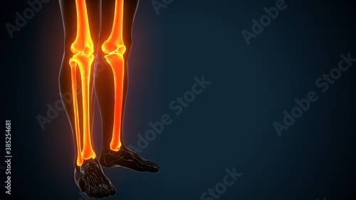 3d illustration of human skeleton leg joints anatomy  © PIC4U