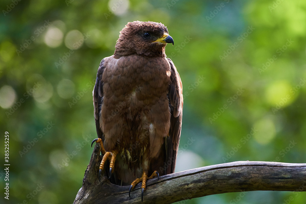 Common buzzard in deep danube forest, Slovakia, Europe Common buzzard in deep danube forest, Slovakia, Europe