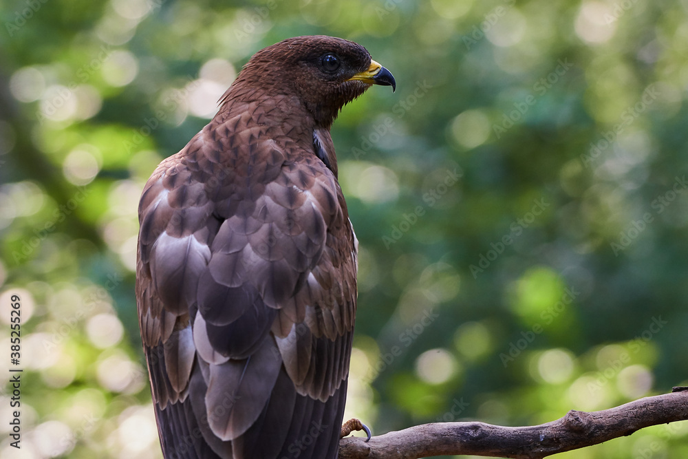 Fototapeta premium Common buzzard in deep danube forest, Slovakia, Europe