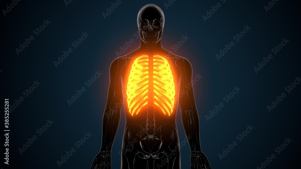 3d illustration of human skeleton anatomy rib cage 3d illustration of human skeleton anatomy rib cage