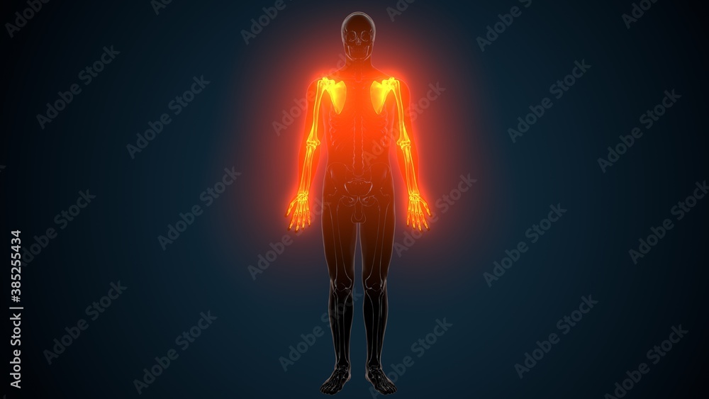 3d illustration of human skeleton system upper limbs bone joints anatomy 3d illustration of human skeleton system upper limbs bone joints anatomy