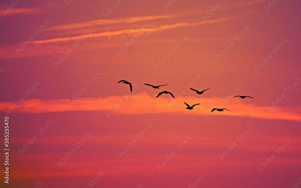 Obraz premium a flock of birds flying at sunset