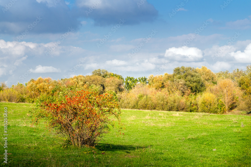 Fototapeta premium Ripe rose hip bush in a meadow among wild nature on sunny day