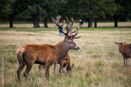 Photo of a beautiful and strong male deer during rutting season in the nature in Richmond park  London