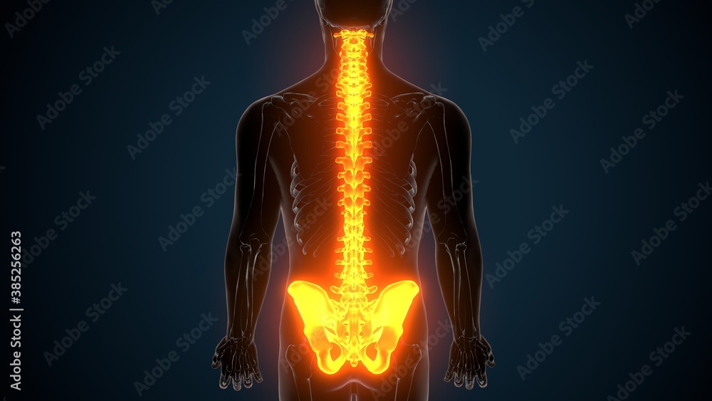 3d illustration of human skeleton spinal and hip bone anatomy

