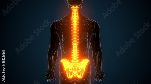 Photos 3d illustration of human skeleton spinal and hip bone anatomy
