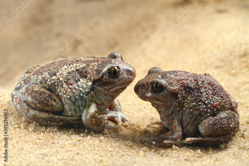 Two Common Spadefoot toada Pelobates fuscus photo