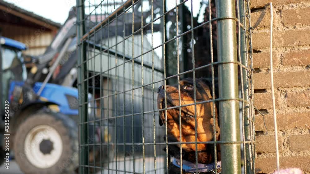 Medium shot cute farmer's rottweiler dog in cage. Real time 4K Medium shot cute farmer's rottweiler dog in cage. Real time 4K
