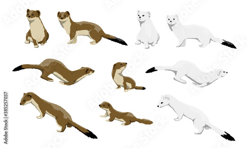 Males, females and calves of ermines are winter white and summer brown. Wild animals of the arctic. Mustela erminea. Vector illustration