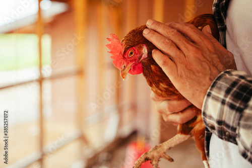 Asian elderly senior farmer holding chicken as a pet.