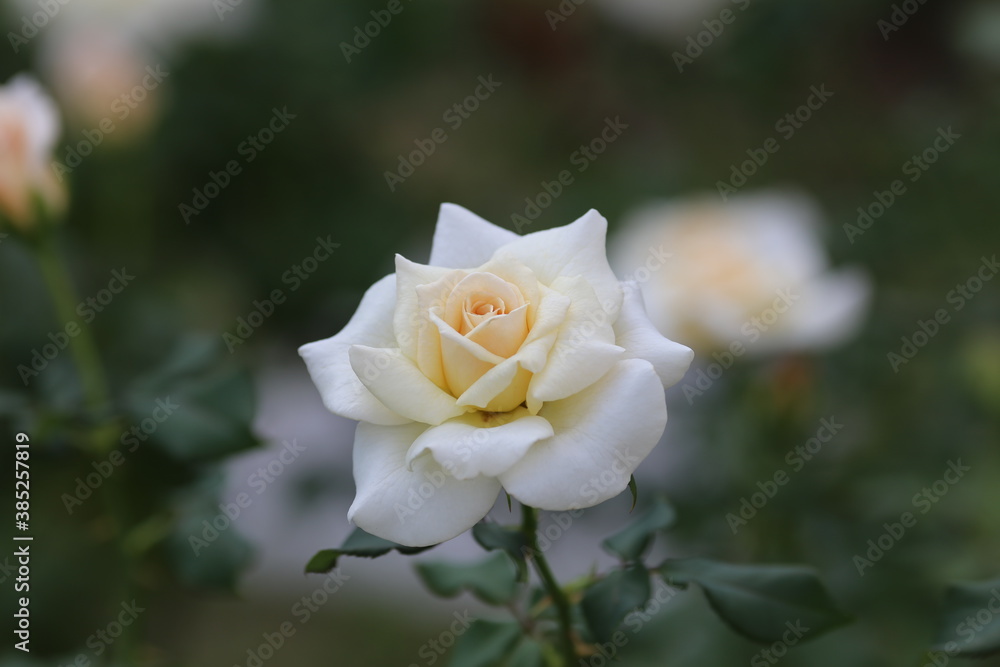 Obraz premium cream rose