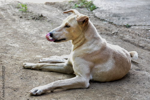 Thai domestic female dog is licking her nose and waiting for her own on dirt ground.