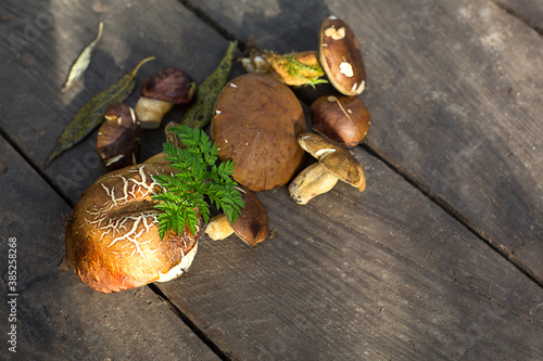 Fresh forest mushrooms on a wooden background. Natural flat lay, gifts of the forest, boletus, white mushroom. Frame, space for text