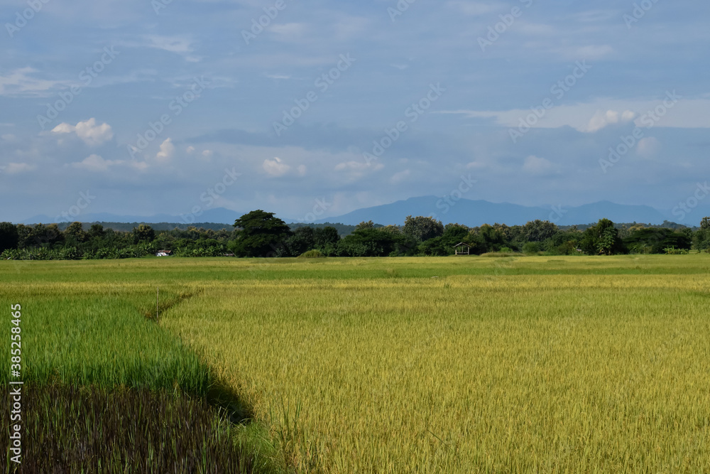 A landscape of rice paddy fields.