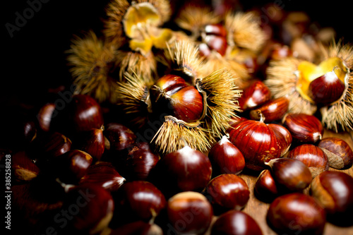 Chestnuts and chestnut burs. European species, sweet chestnut (Castanea sativa)