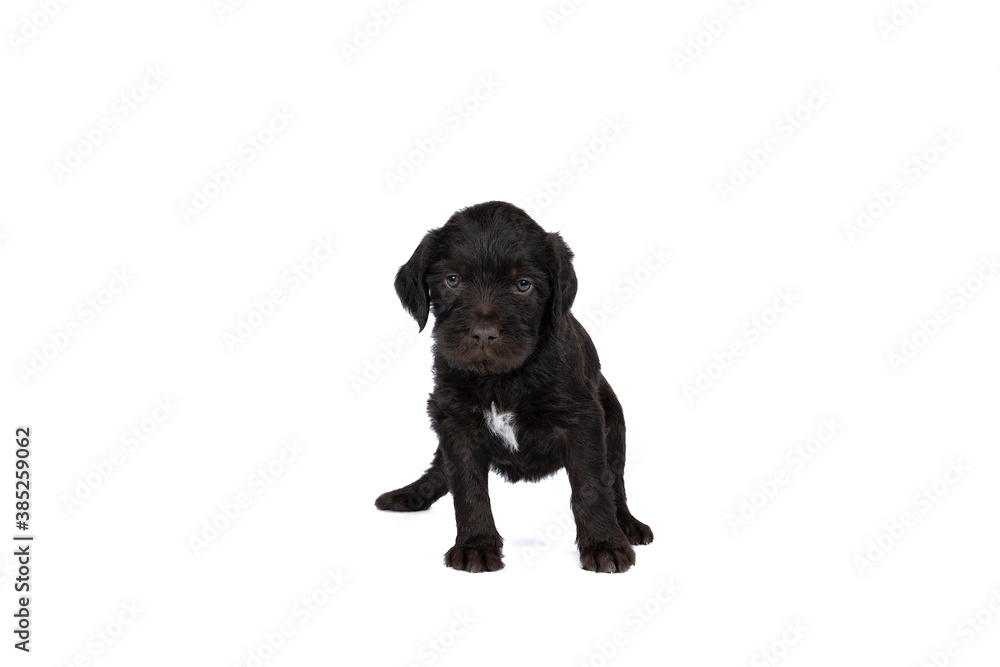 Czech pointer dog or Bohemian wire dog named Cesky fousek eight - week puppy isolated on white Czech pointer dog or Bohemian wire dog named Cesky fousek eight - week puppy isolated on white