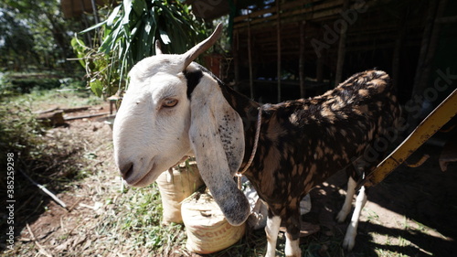 sirohi goat photo