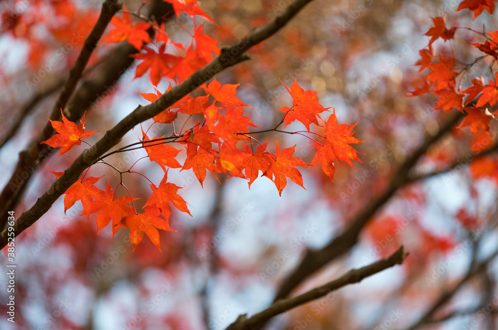 Red maple leaf close-up photo on autumn forest background in Korea Red maple leaf close-up photo on autumn forest background in Korea