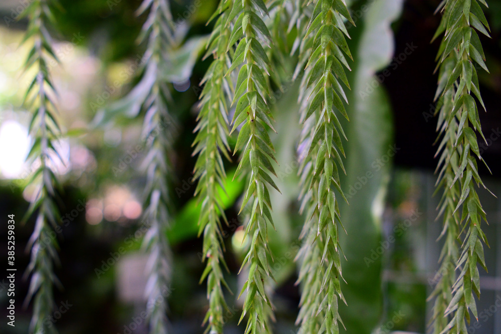 西洋のとげとげしい垂れ下がる緑の葉